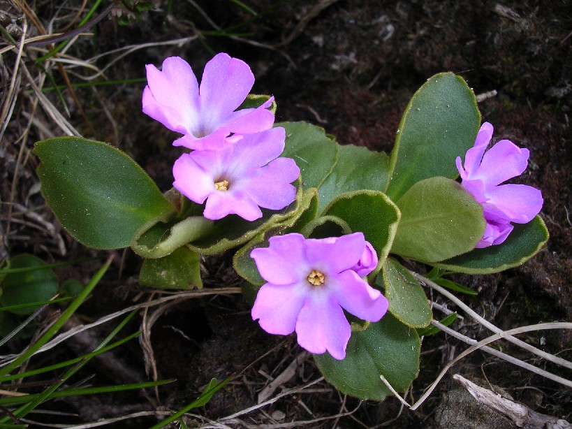 Primula apennina / Primula appenninica